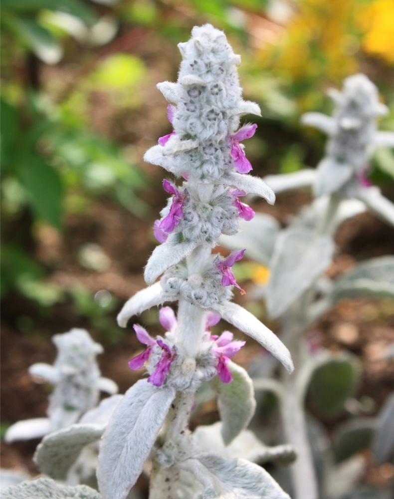 Lamb's Ear seeds Stachys lanata 110 seeds Garden Seeds Market