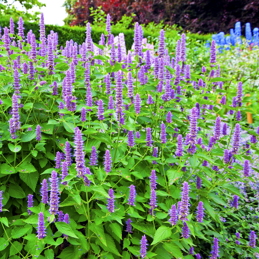 Hummingbird Mint seeds Agastache mexicana Garden Seeds Market