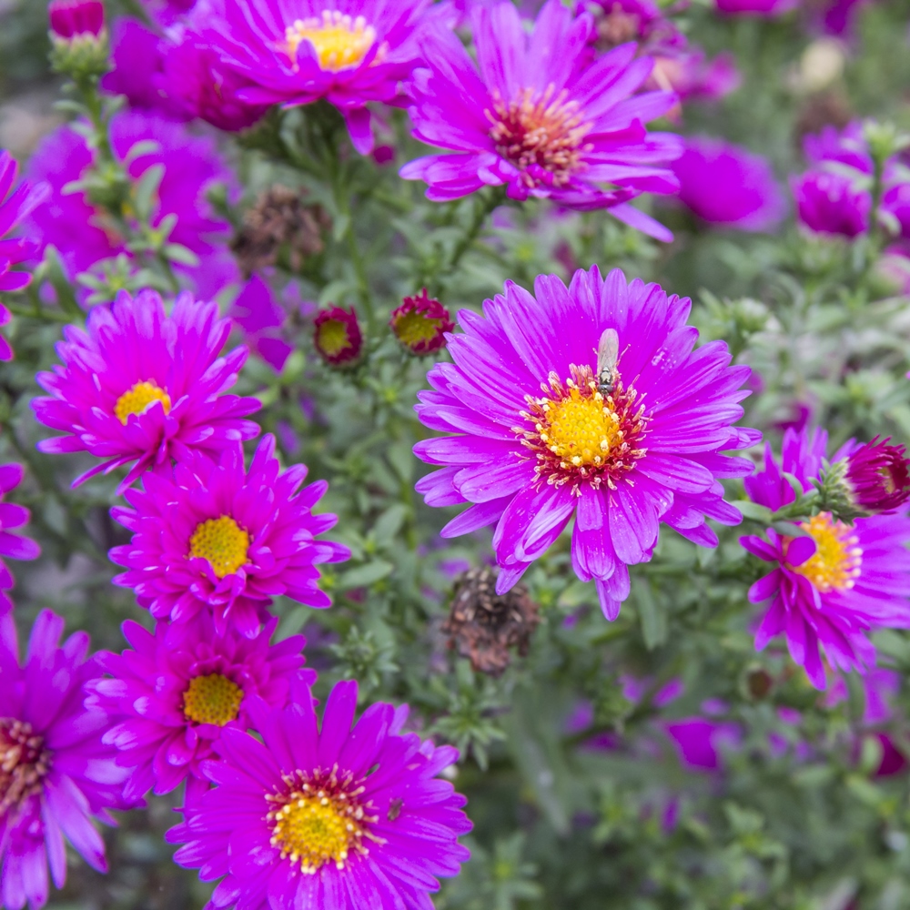 Michaelmas Daisy, New England Aster seeds Aster novaeangliae 42