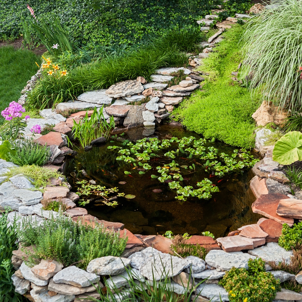 Plants to Grow Around Ponds mix Garden Seeds Market Plants to Grow Around Ponds mix Garden Seeds Market
