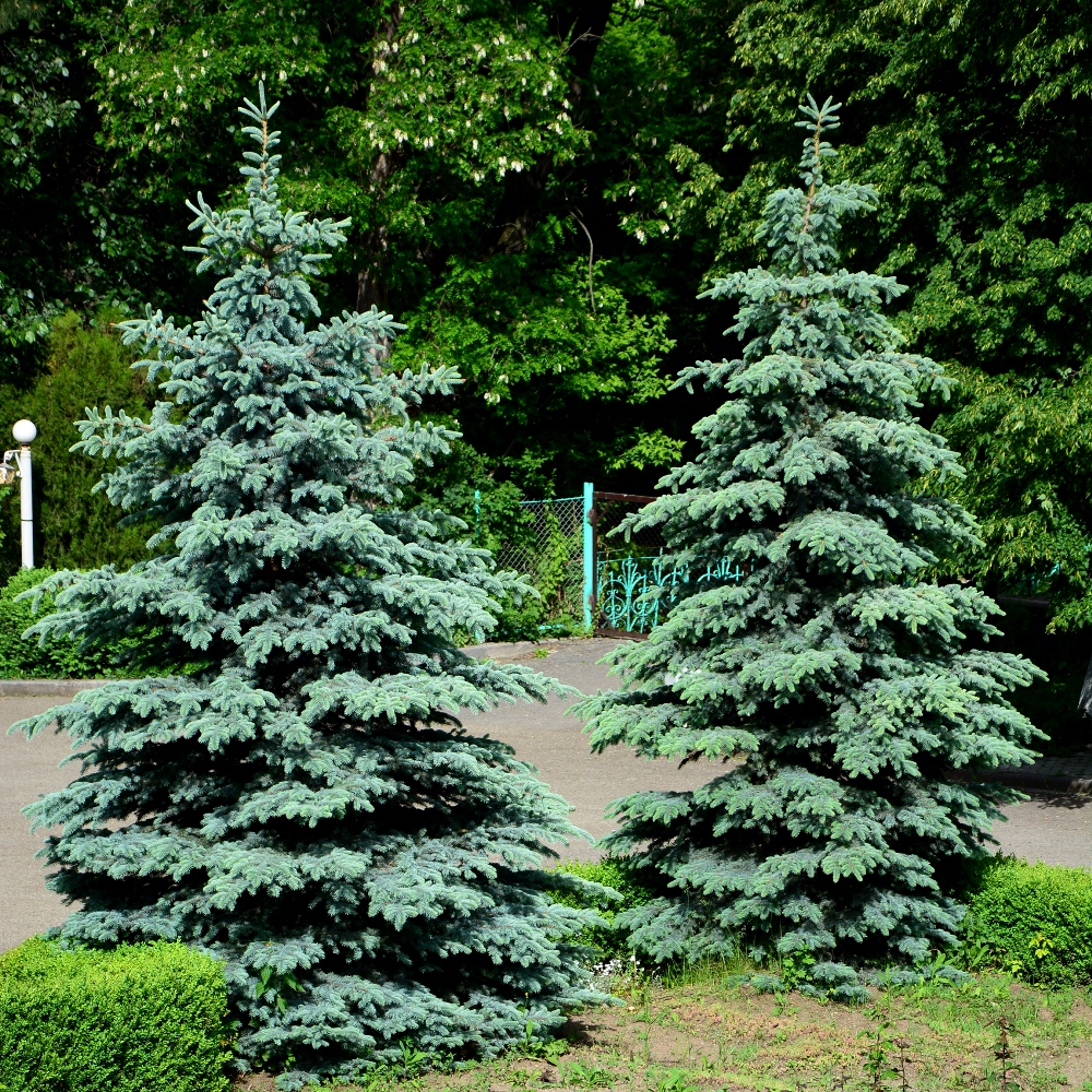 picea pungens blue pearl 　大苗 Picea pungens 'Blue Pearl' | Blue Pearl Miniature Blue