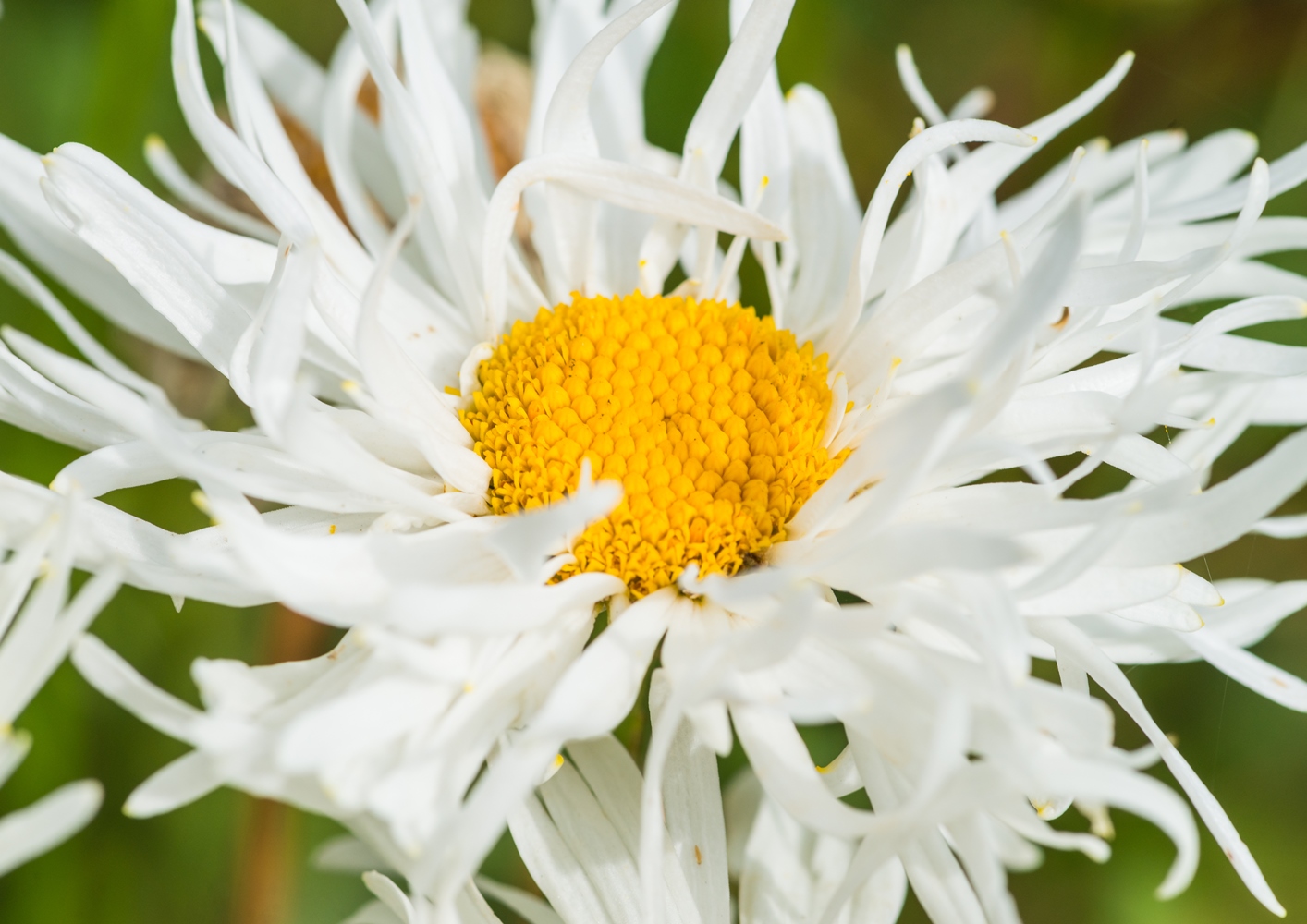 Crazy Daisy, Snowdrift seeds Chrysanthemum maximum fl.pl 160 seeds