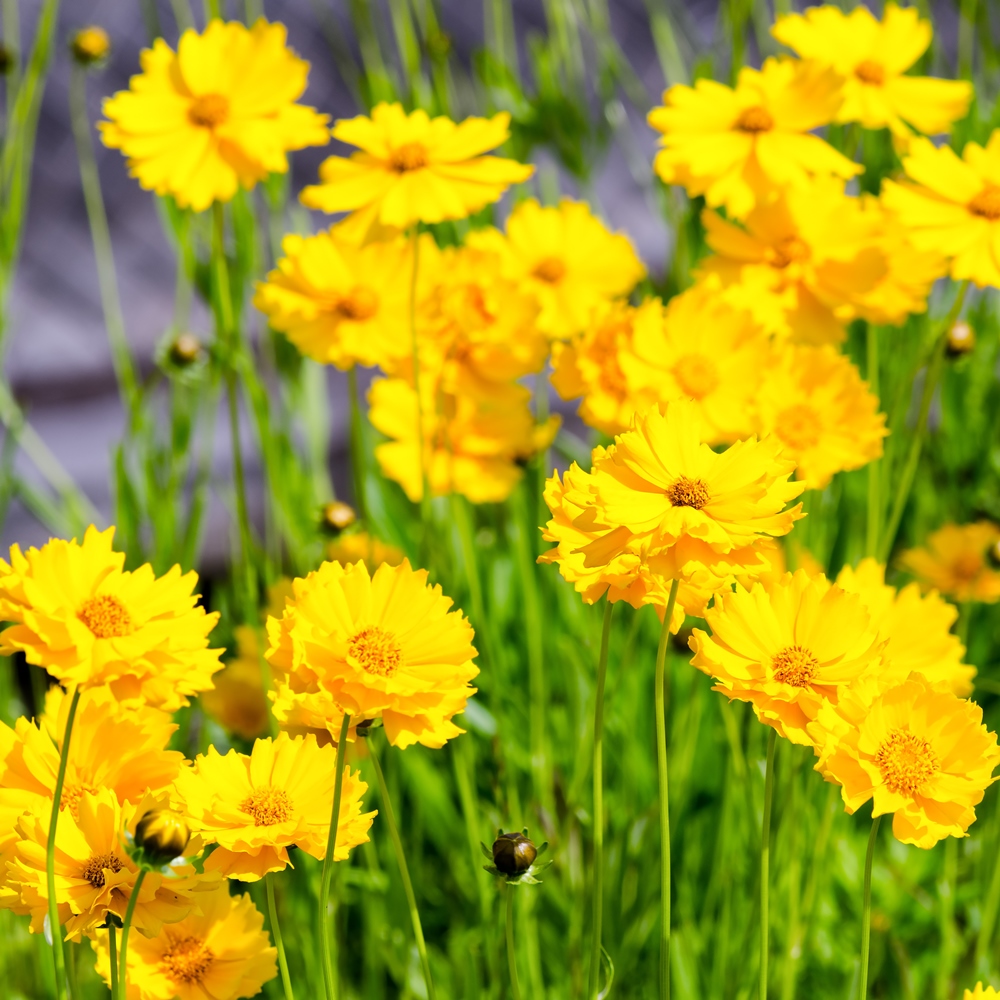 Tickseed seeds Coreopsis tinctoria 1000 seeds Garden Seeds Market