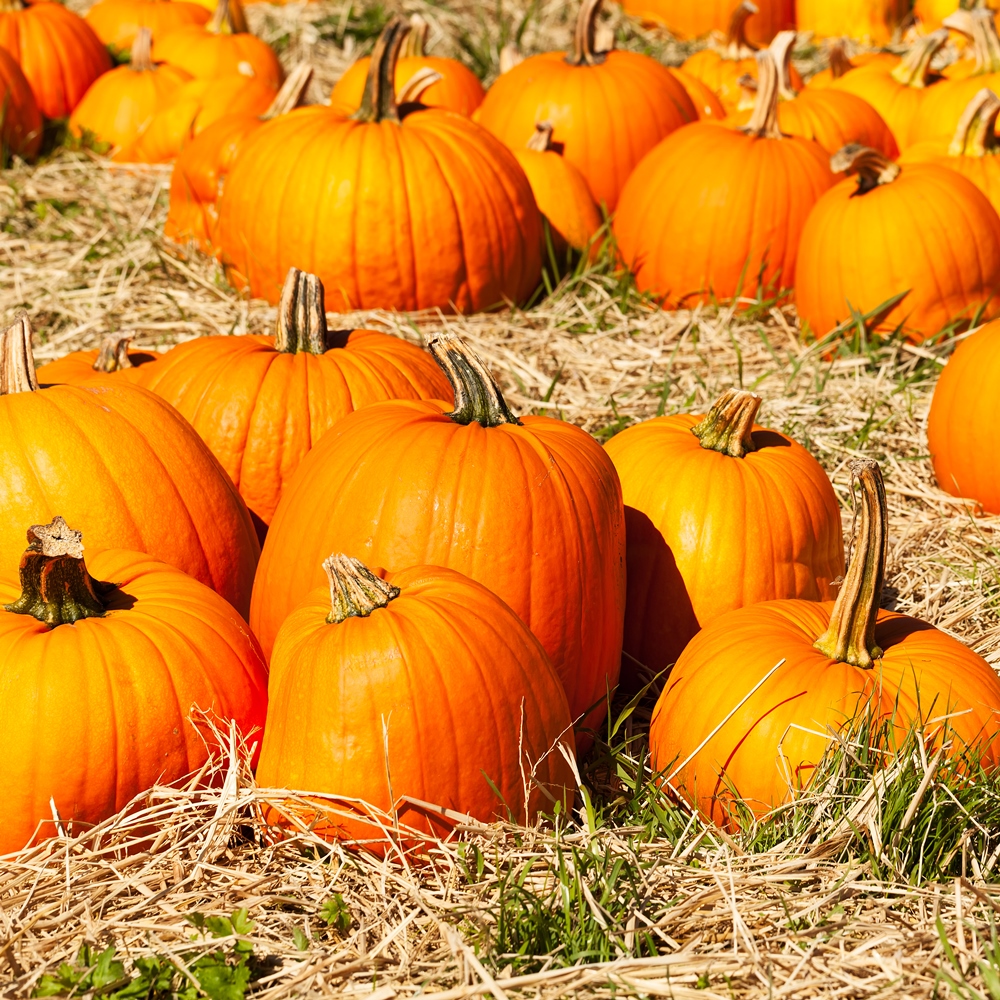 Jack O Lantern Pumpkin Seeds Cucurbita Pepo 16 Seeds Garden jack-o-lantern-pumpkin-seeds-cucurbita-pepo-16-seeds-garden