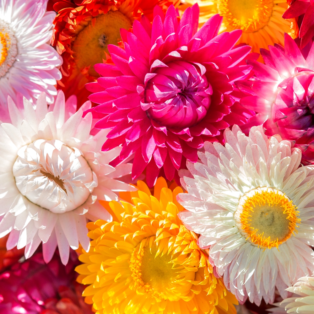 Dwarf Double Everlasting Flower mixed seeds Helichrysum monstrosum nana fl.pl. 600 seeds