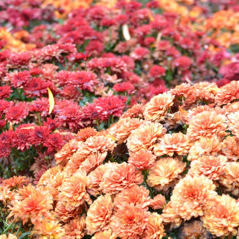 Chrysanthemum Fanfare Improved seeds Chrysanthemum x koreanum