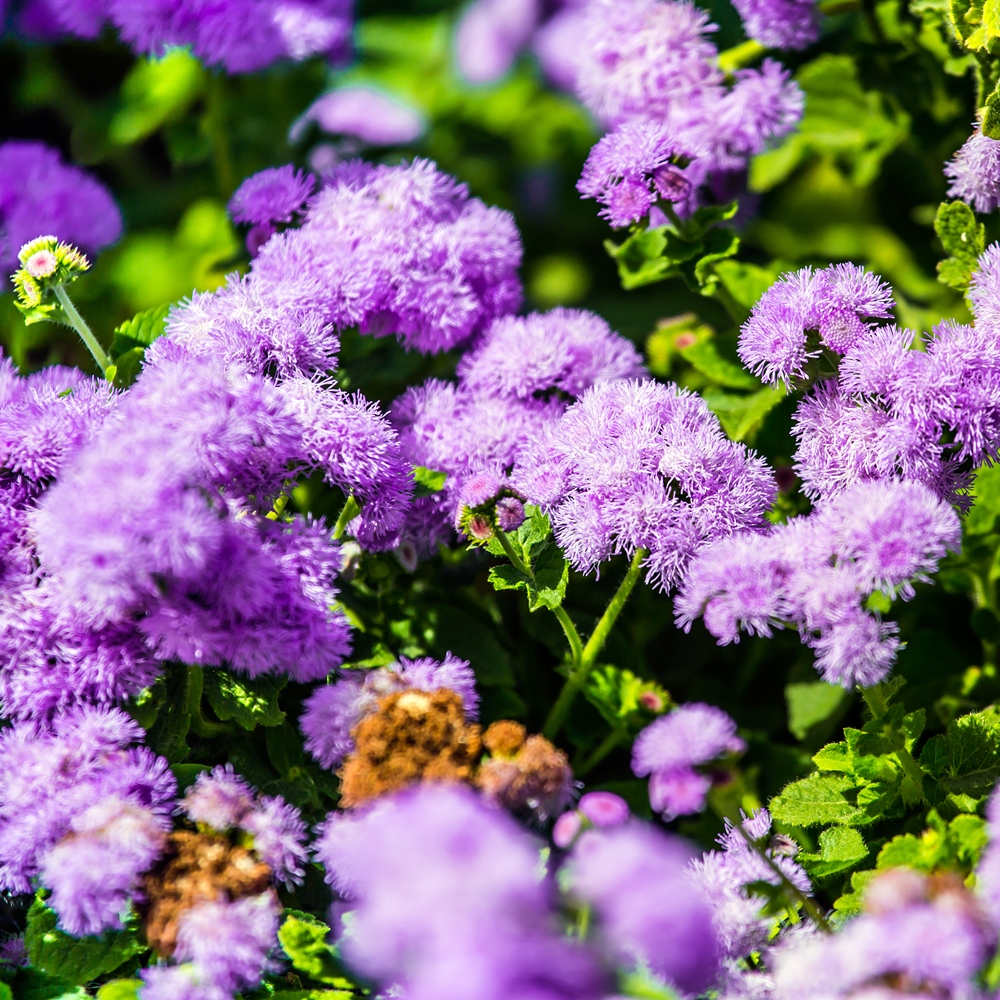 Agerantum, Floss Flower seeds Ageratum houstonianum Mill
