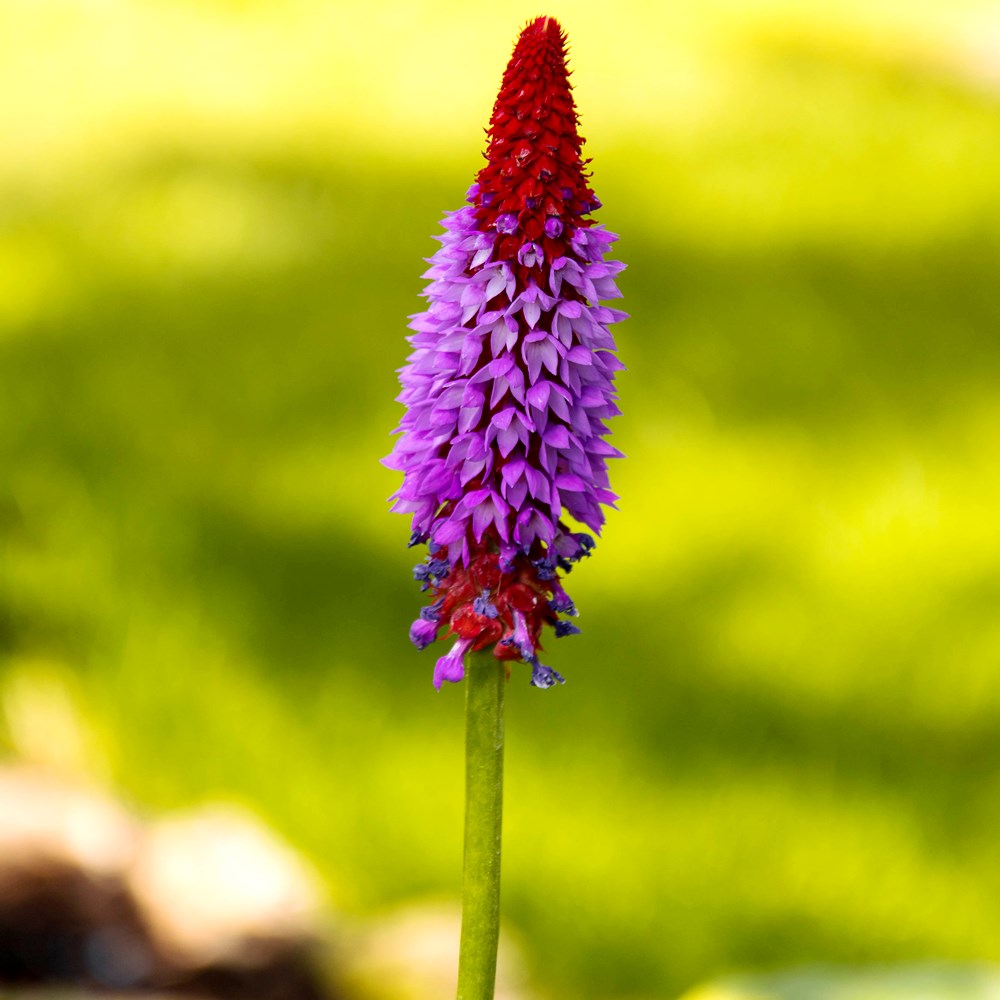 Primrose Chinese Pagoda seeds Primula vialii 140 seeds Garden