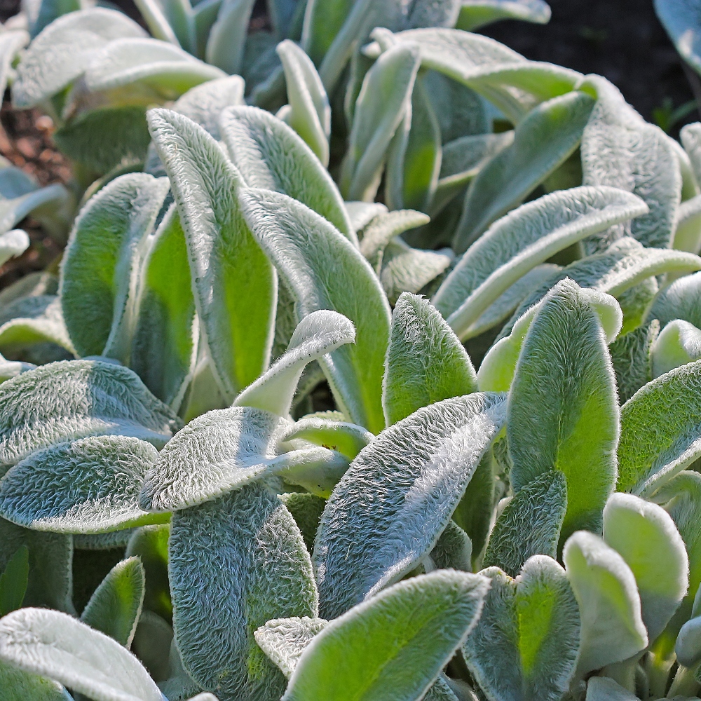 Lamb's Ear seeds Stachys lanata 110 seeds Garden Seeds Market