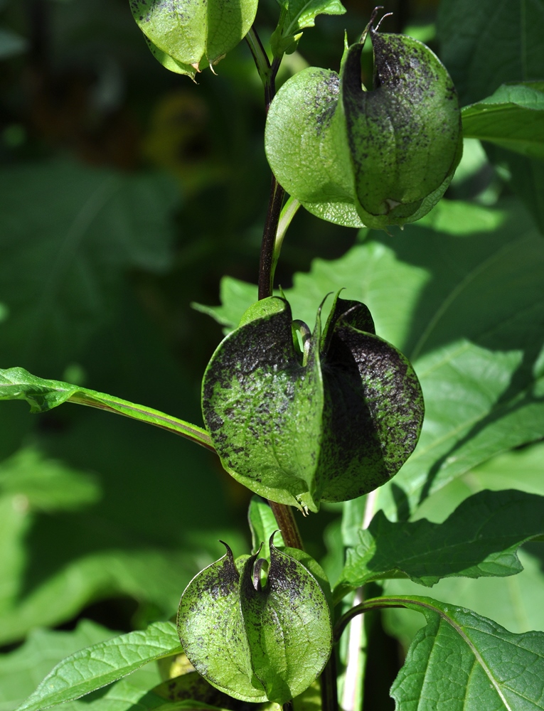 ShooFlyPlant, Apple of Peru seeds Nicandra physalodes 360 seeds Garden Seeds Market