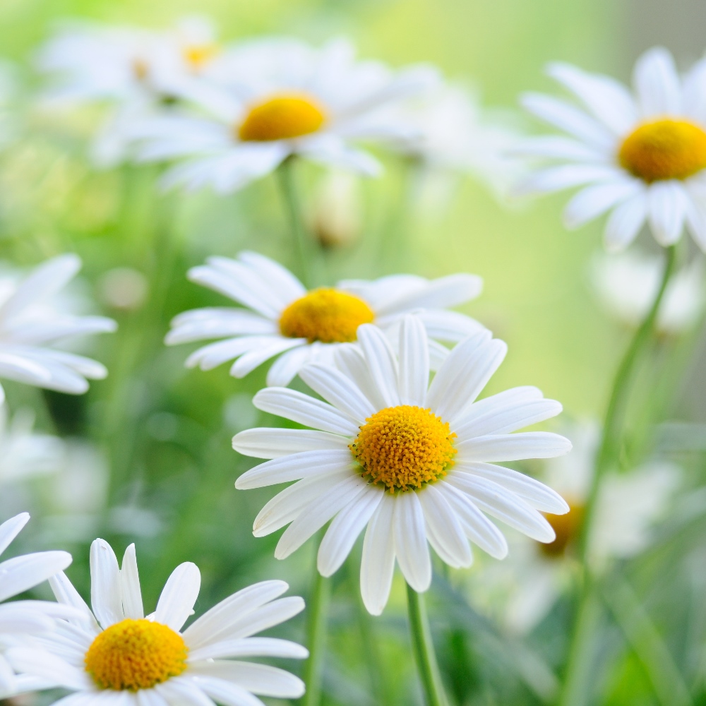 Oxeye Daisy seeds - Chrysanthemum leucanthemum – Garden Seeds Market  Free shipping