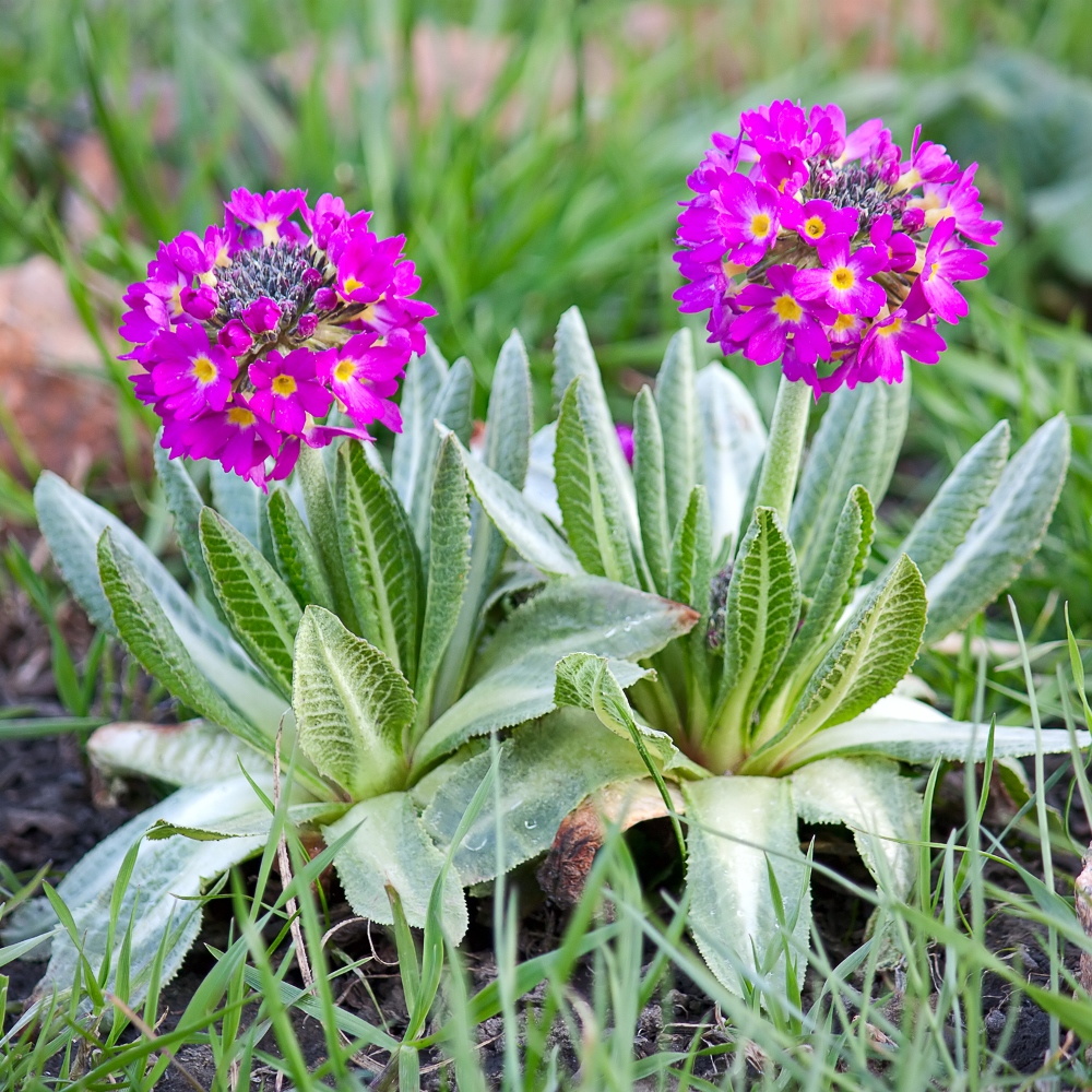 Drumstick Primrose seeds Primula denticulata 600 seeds Garden Seeds Market Free shipping