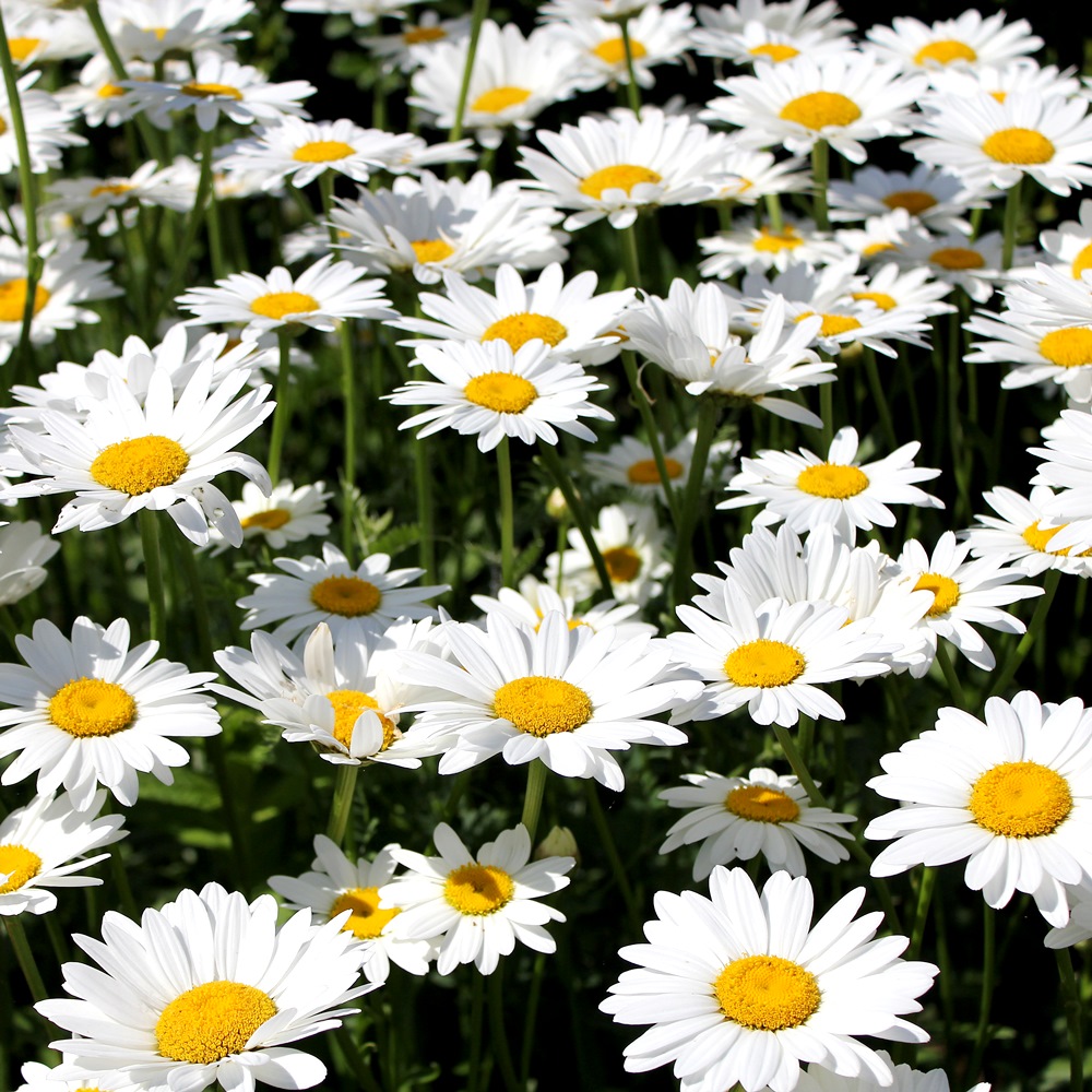 Oxeye Daisy seeds Chrysanthemum leucanthemum Garden Seeds Market