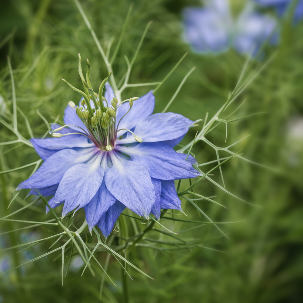 LoveInAMist mixed seeds Nigella damascena 1500