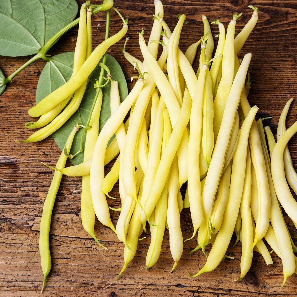 Dwarf French Bean Zlota Saxa seeds Phaseolus vulgaris 160 seeds