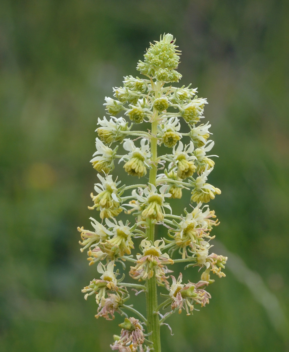 Mignonette Sweet Scented seeds - Reseda odorata - 1600 seeds – Garden Seeds Market  Free shipping