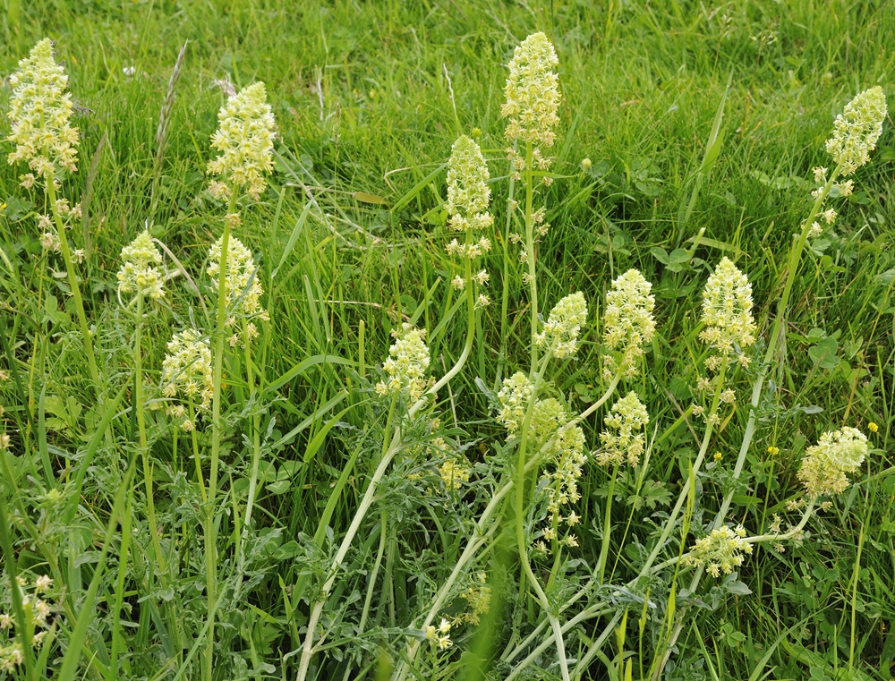 Sweet Scented seeds Reseda odorata 1600
