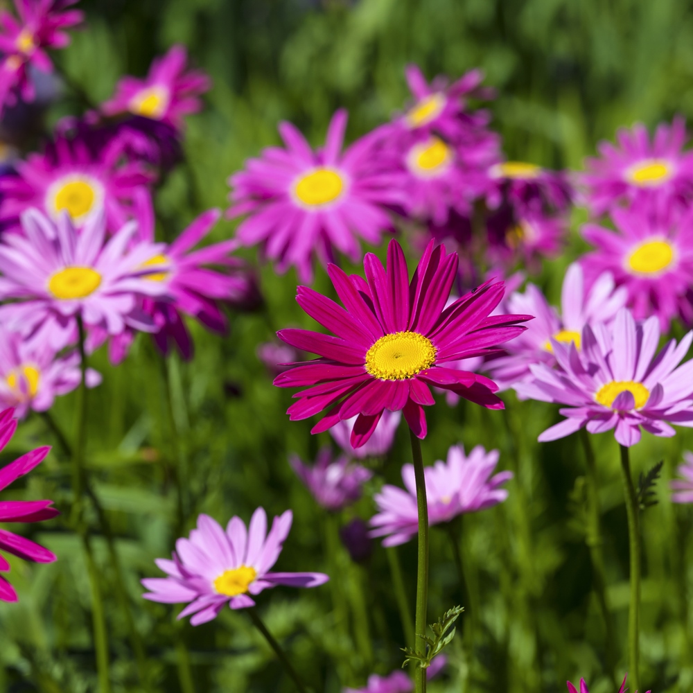 Painted Daisy Robinson's Single Mix seeds Chrysanthemum coccineum