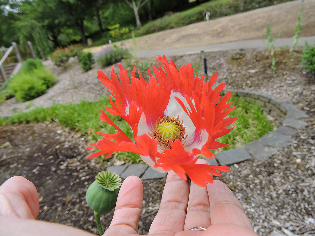 Opium poppy "Danish flag", Breadseed poppy 1000 seeds Garden Seeds Market Free shipping