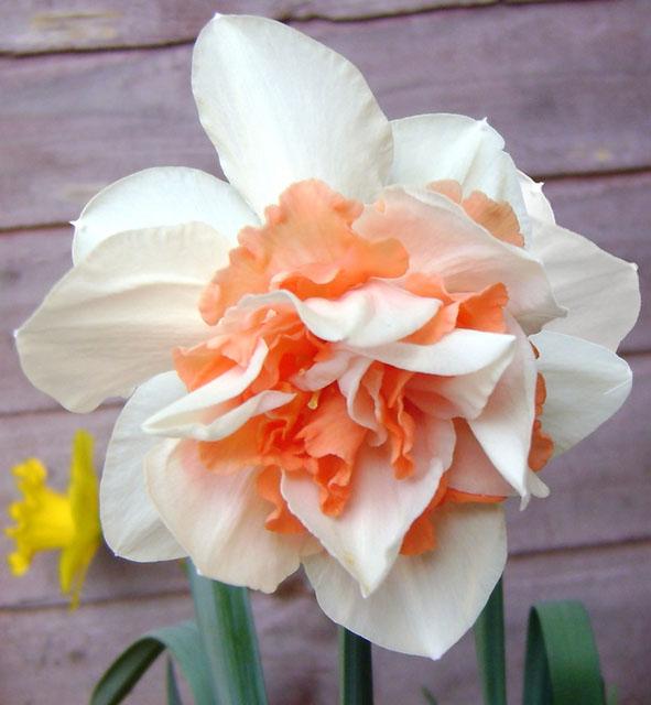 Narcissus Replete Daffodil Replete 5 bulbs Garden Seeds Market