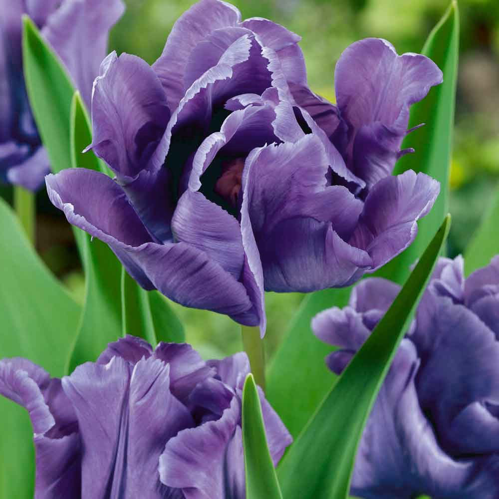 Tulipa Blue Parrot Tulip Blue Parrot 5 bulbs Garden Seeds Market
