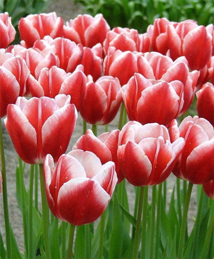 Tulipa Leen van der Mark - Tulip Leen van der Mark - 5 bulbs – Garden