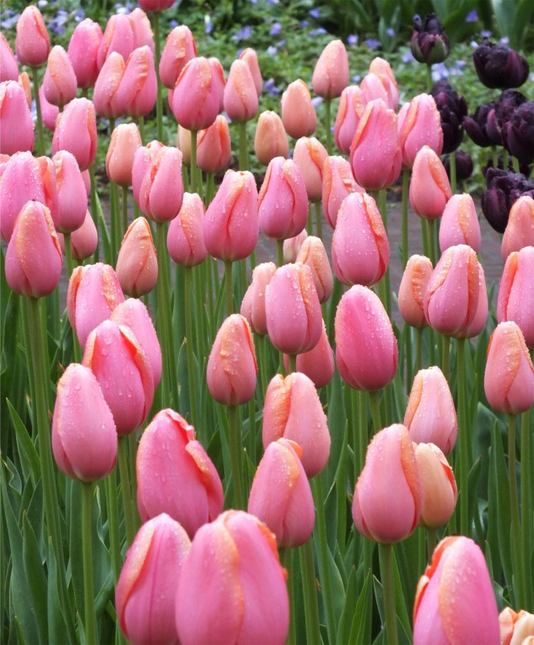 Tulipa Menton Tulip Menton 5 bulbs Garden Seeds Market Free