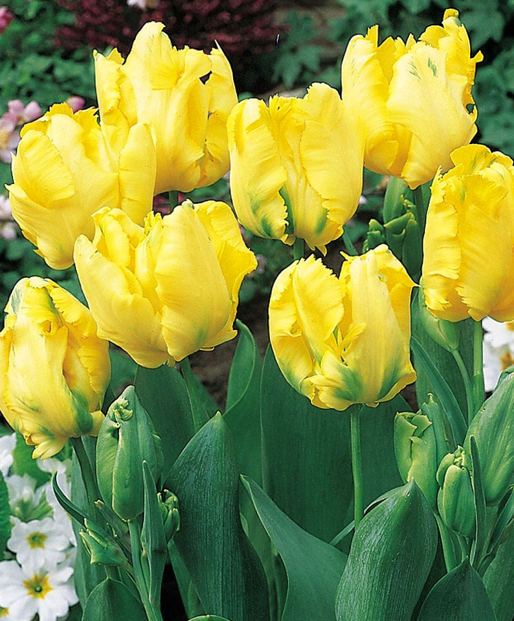 Tulipa Texas Gold Tulip Texas Gold 5 bulbs Garden