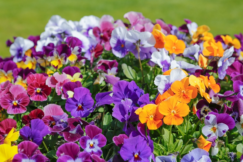 Horned pansy - variety mix - 400 seeds – Garden Seeds Market | Free ...