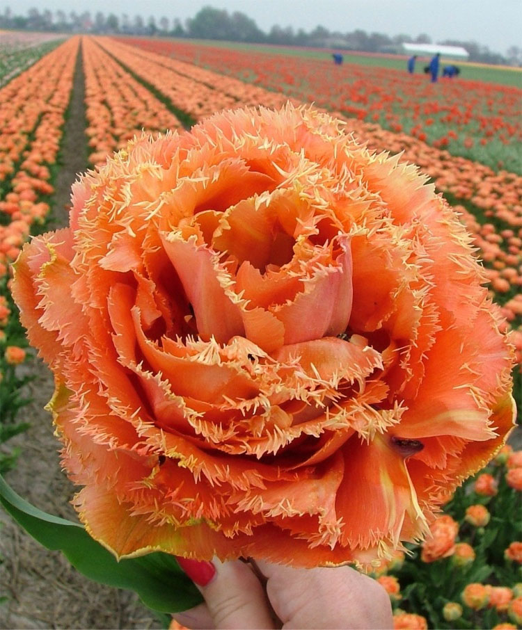 Tulipa Sensual Touch - Tulip Sensual Touch - 5 bulbs – Garden Seeds