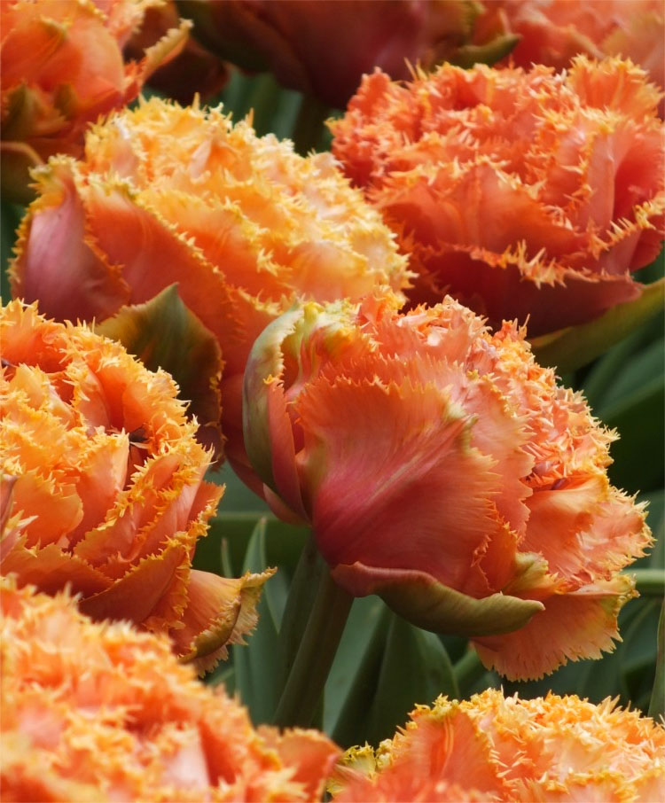 Tulipa Sensual Touch - Tulip Sensual Touch - 5 bulbs – Garden Seeds