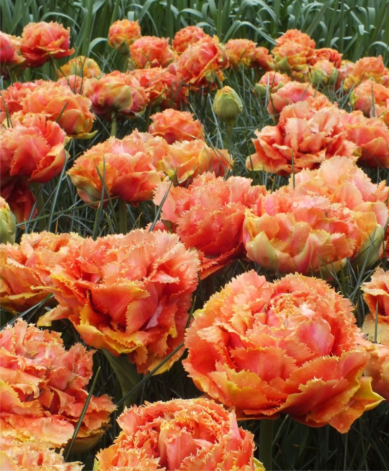 Tulipa Sensual Touch - Tulip Sensual Touch - 5 bulbs – Garden Seeds