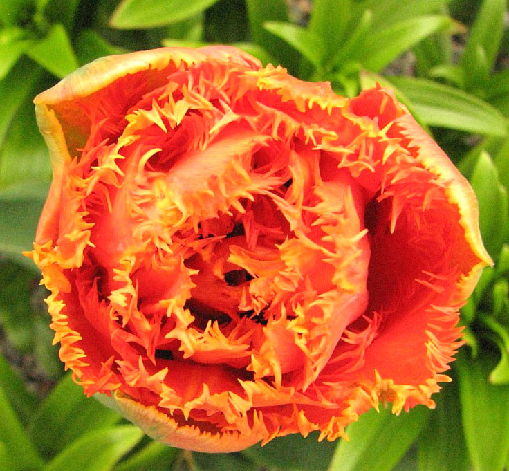 Tulipa Sensual Touch - Tulip Sensual Touch - 5 bulbs – Garden Seeds