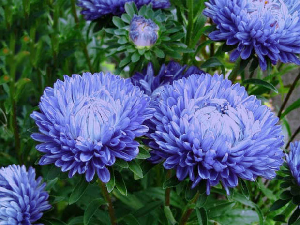 Blue peony aster - 500 seeds – Garden Seeds Market | Free shipping