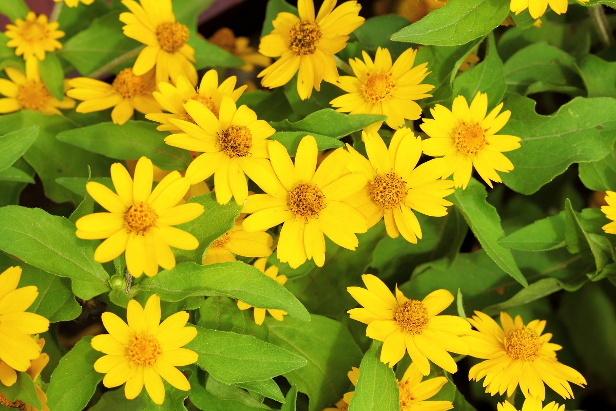 Butter daisy; Star daisy (Melampodium paludosum) - 60 seeds – Garden