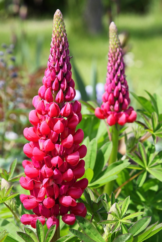 Lupinus, Lupin, Lupine The Pages - 1 bulb – Garden Seeds Market | Free ...