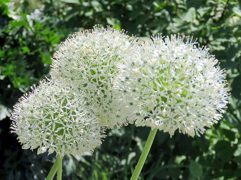 Allium White Giant Garden Seeds Market Free shipping