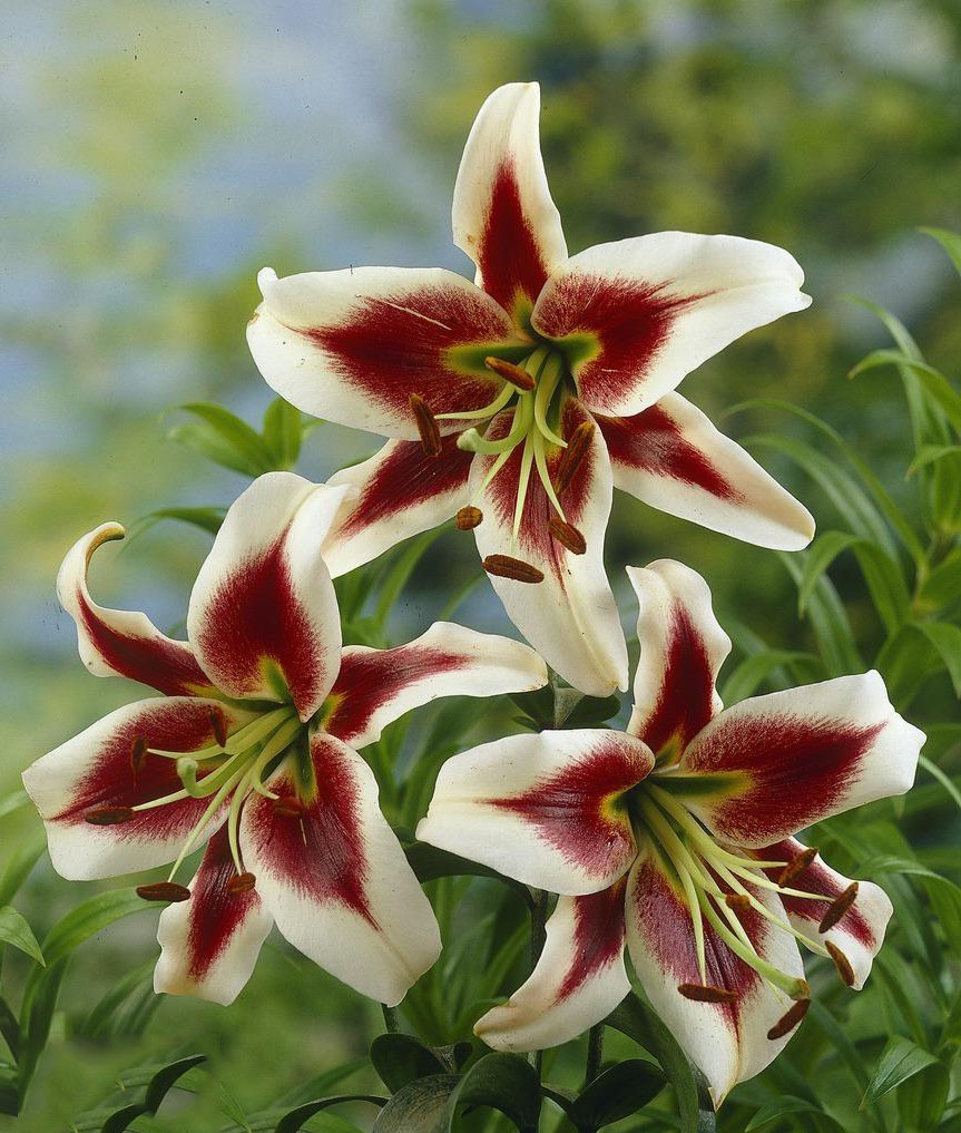 Lily tree