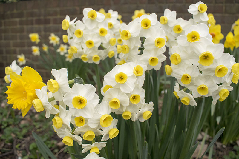 Narcissus Minnow - Daffodil Minnow - 5 bulbs – Garden Seeds Market ...