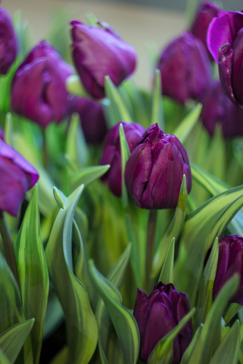 Tulipa Baby Blue Tulip Baby Blue 5 bulbs Garden Seeds Market