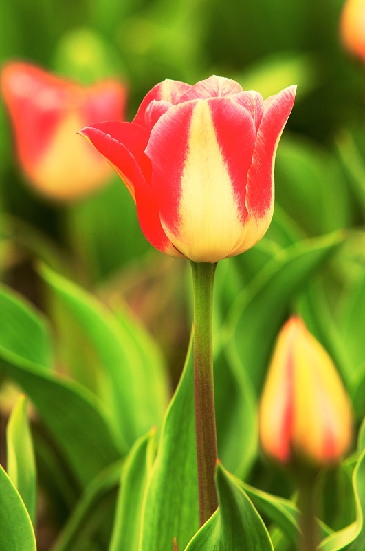 Tulipa Candy Corner Tulip Candy Corner 5 bulbs Garden Seeds