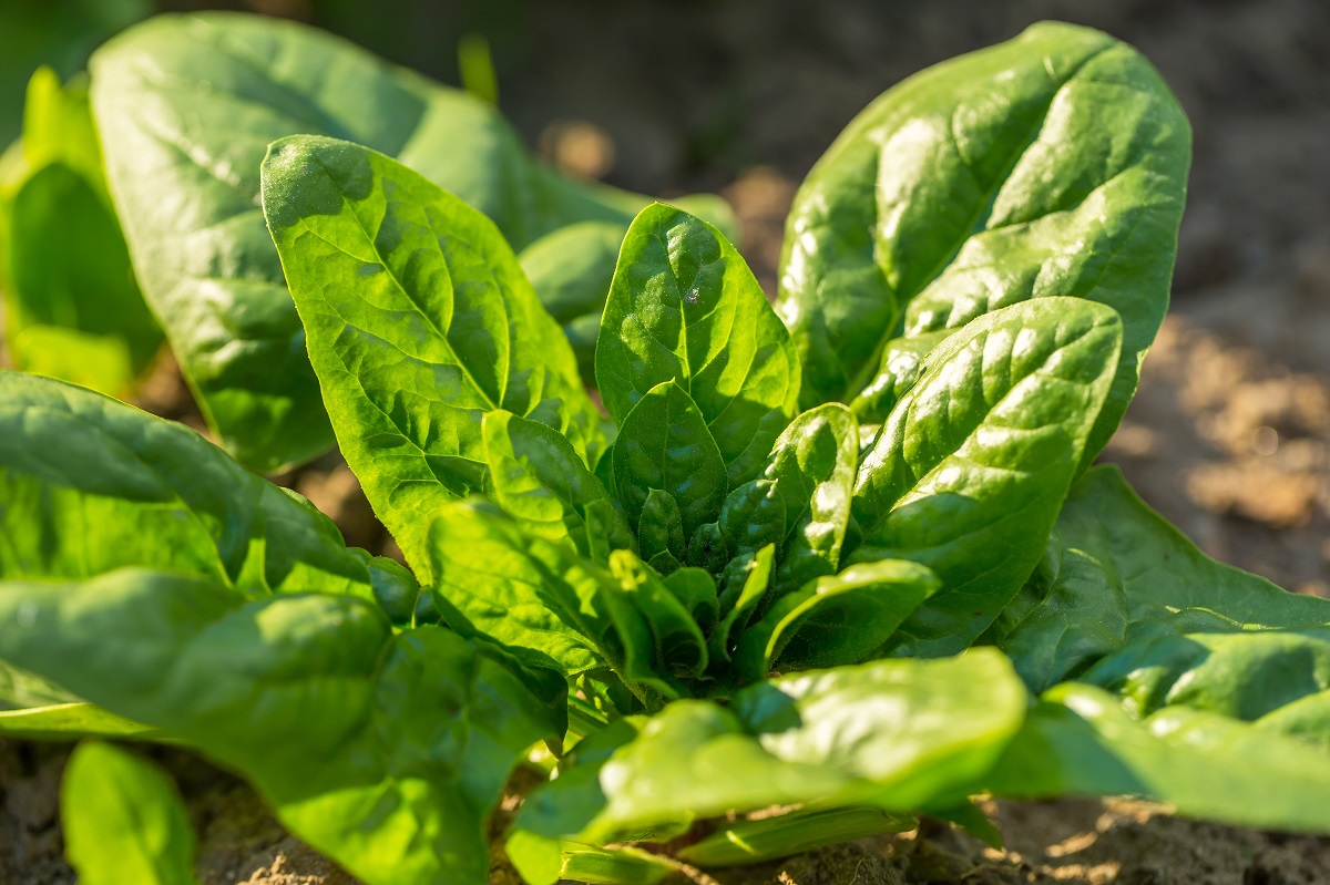 Spinach Giant Winter Organic 800 Seeds
