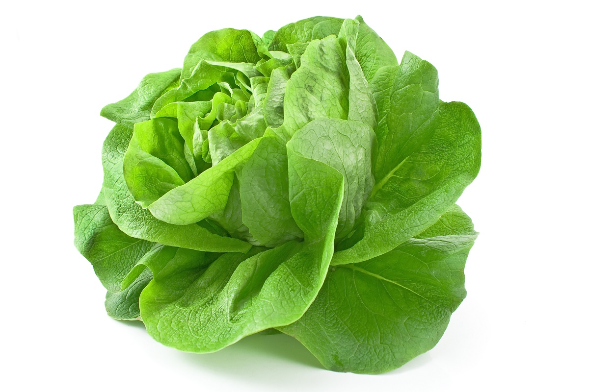 Butterhead lettuce "Panter" medium early variety 900 seeds Garden