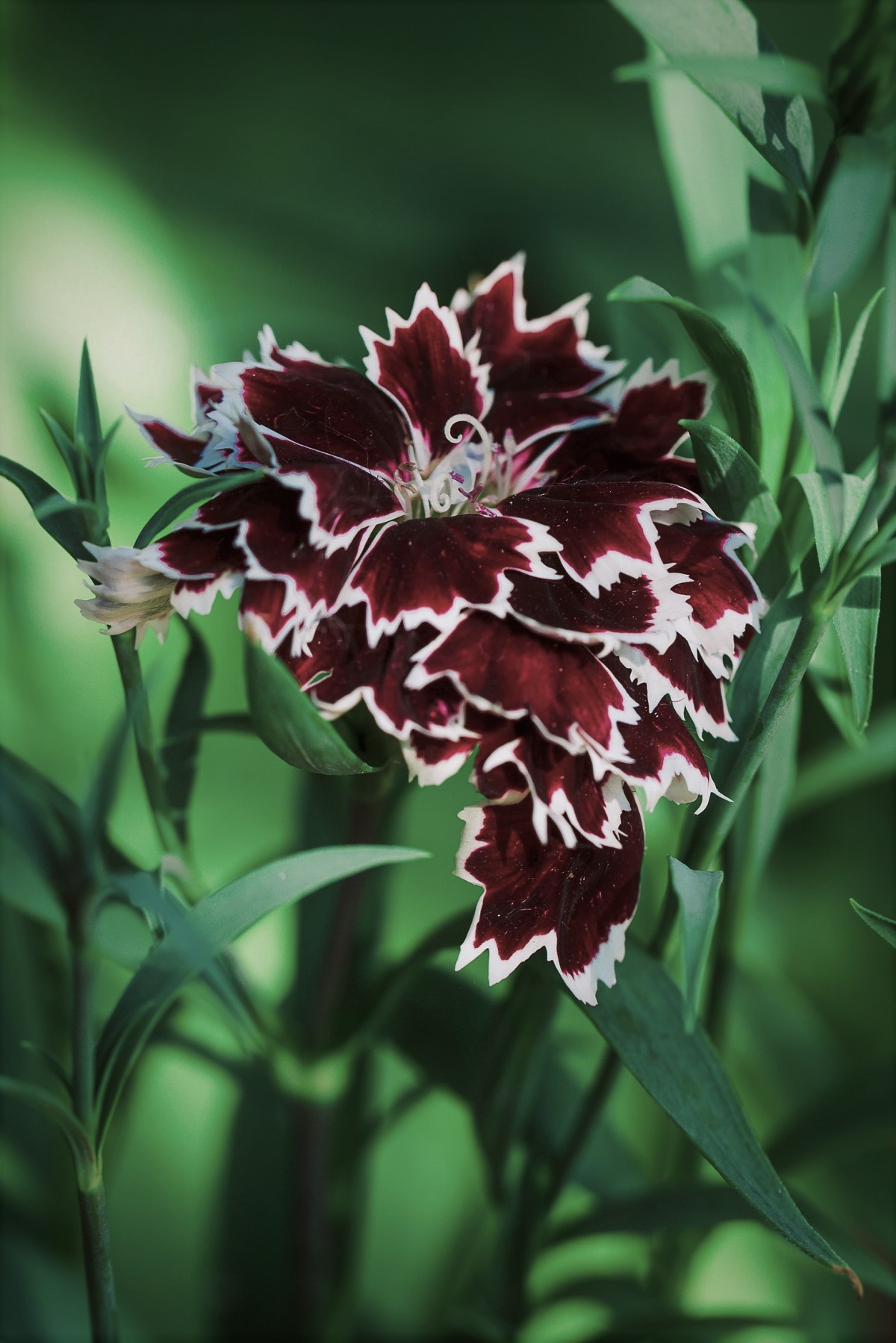 Chinesische Nelke 'Chianti'; Kaisernelke, Heddewigsnelke, Chinesernelke