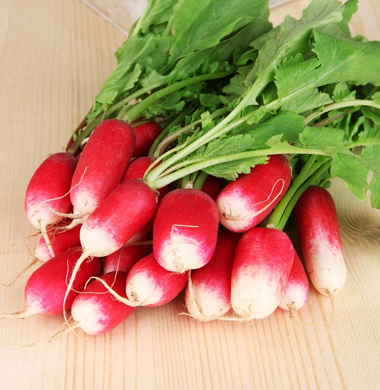 Radish /"Saxa 2/" round 300 seeds COATED SEEDS red roots