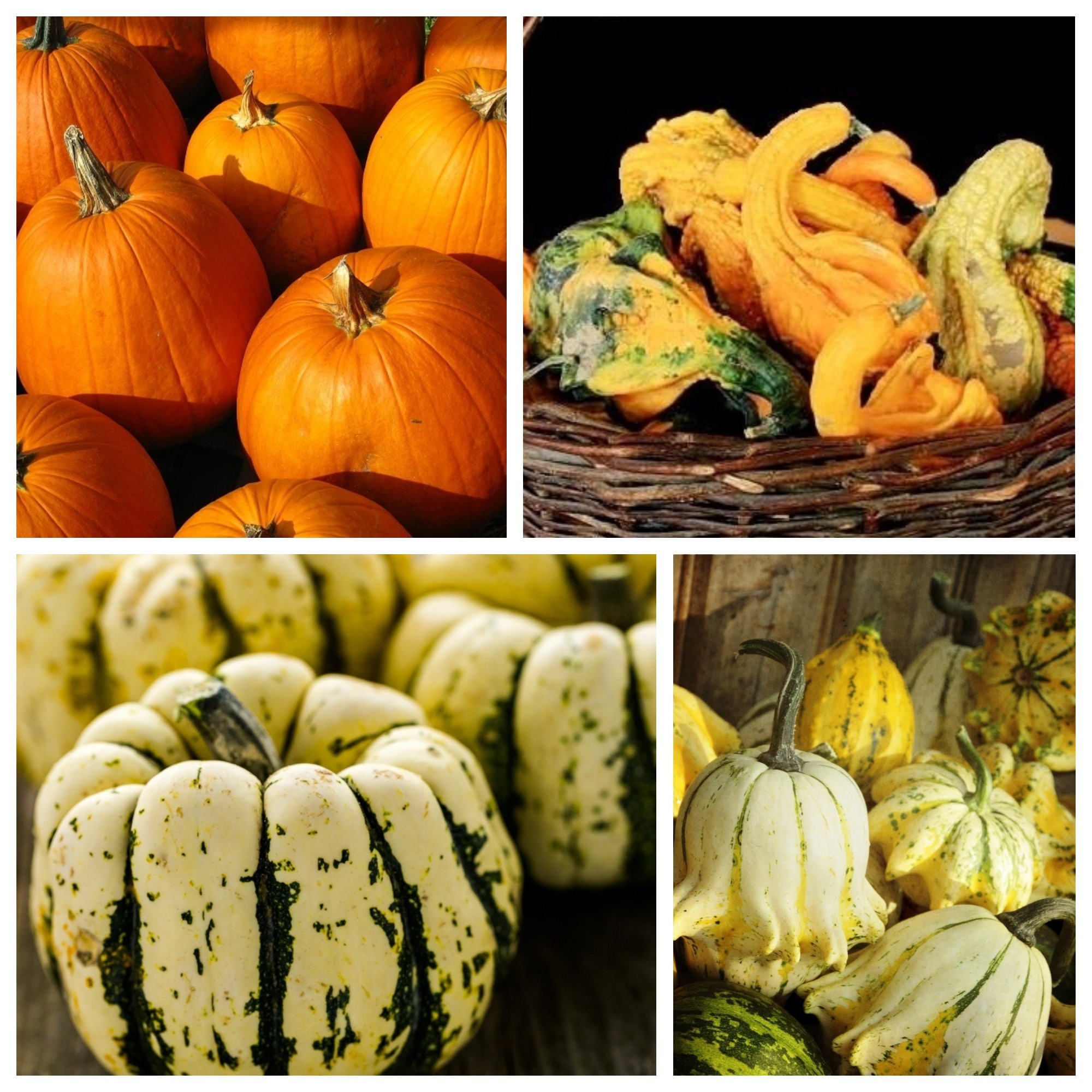 Ornamental squash seeds of 4 varieties Garden Seeds Market Free