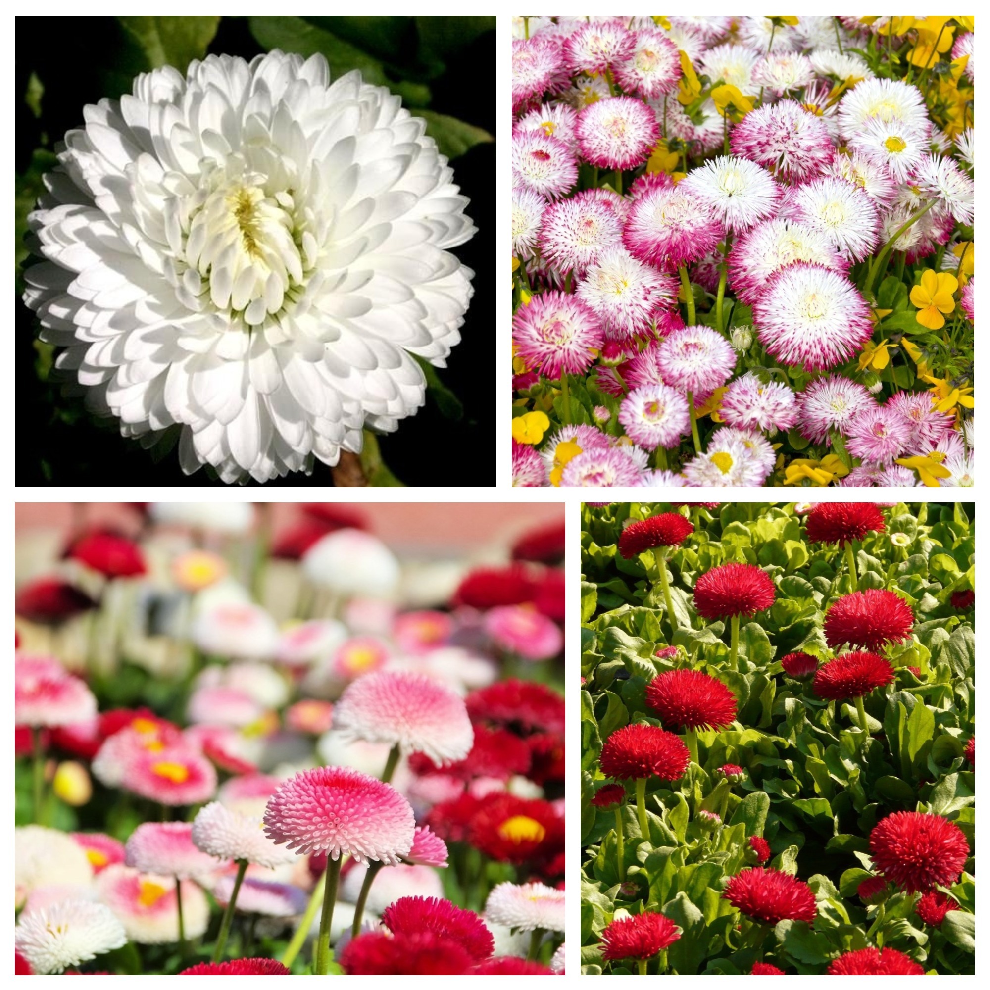 Margherita Regina Dei Prati Europei Semi Di 4 Varietà Di Piante Da Fiore