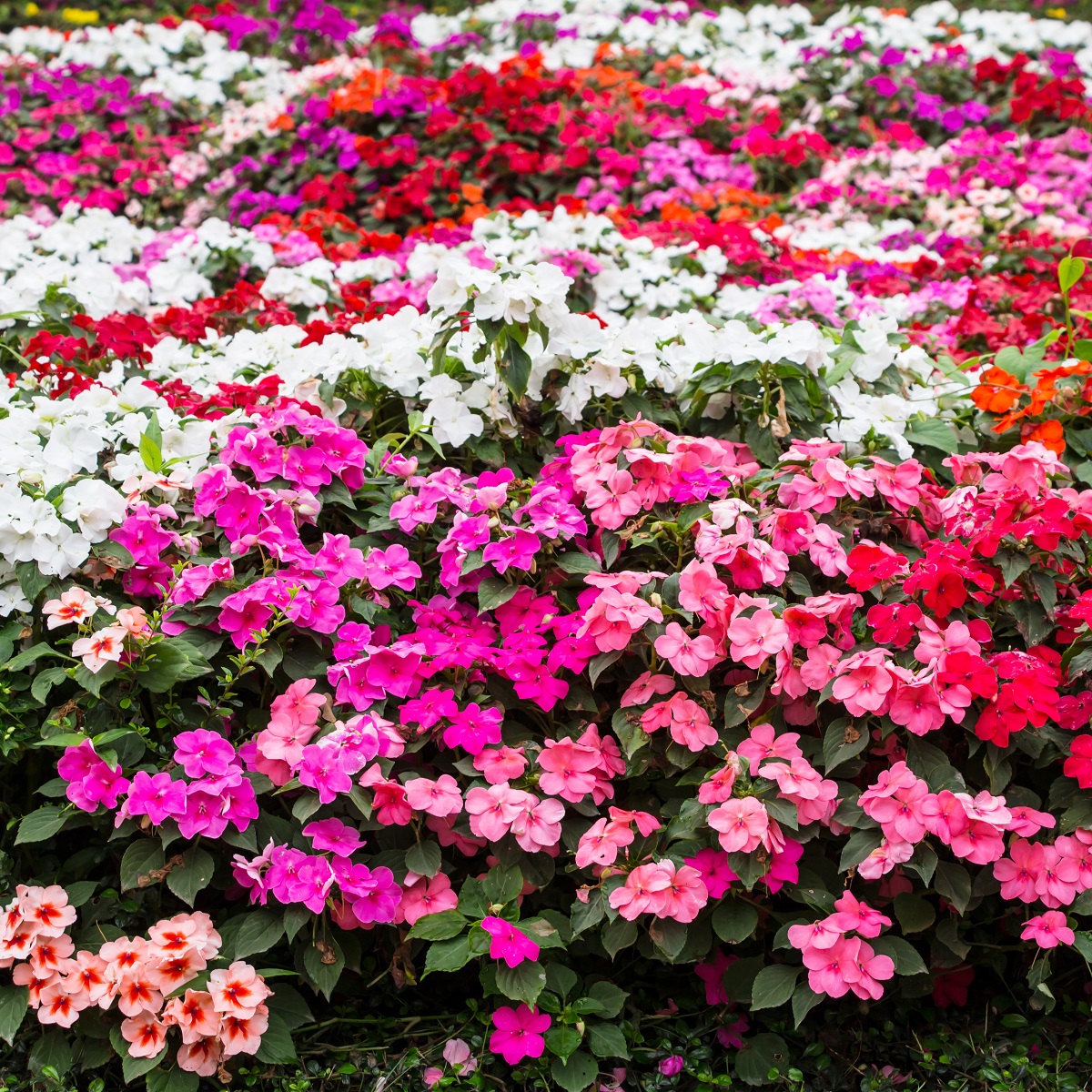 Busy Lizzie seeds Impatiens walleriana 160 seeds