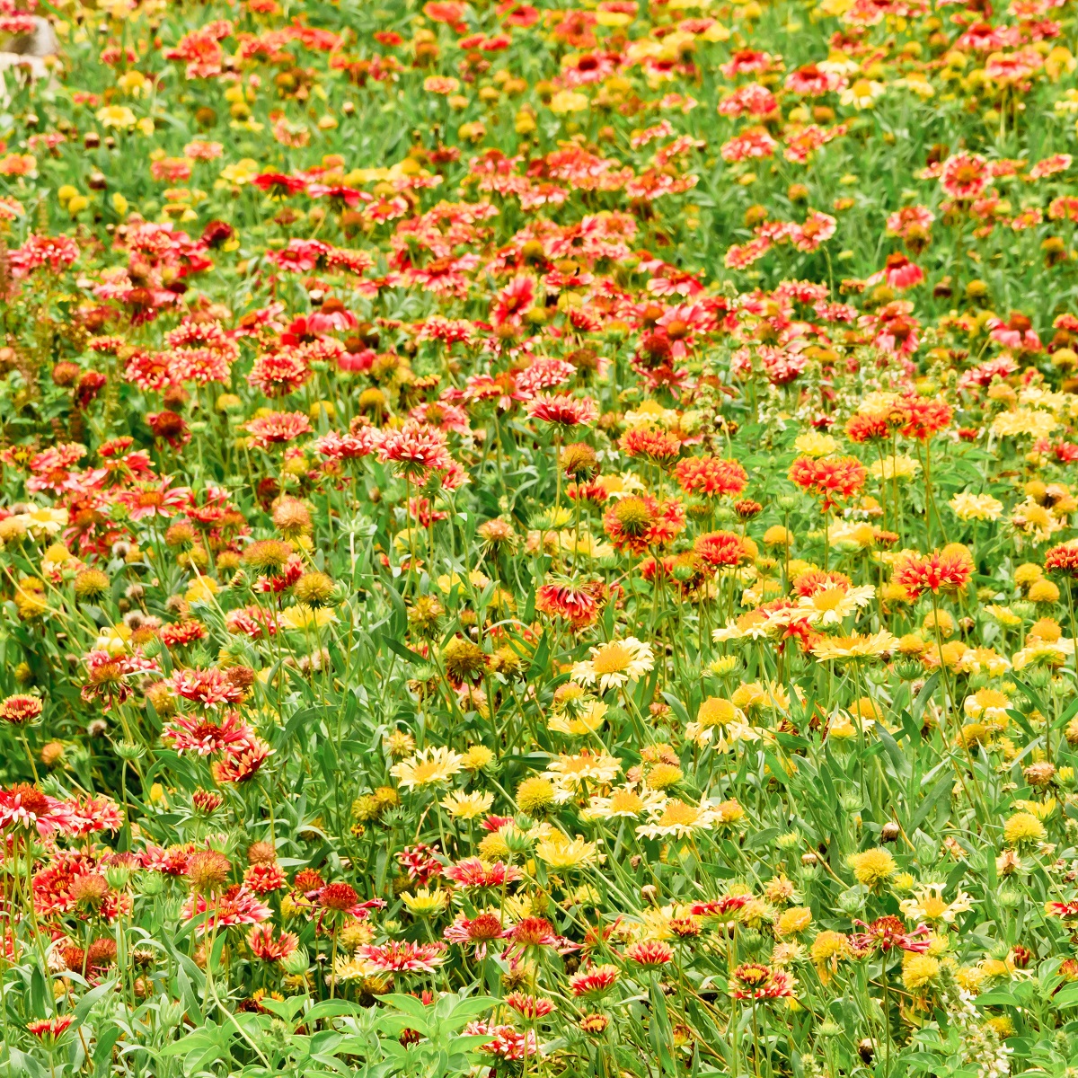 Gaillardia Sundance seeds Gailardia pulchella 250 seeds Garden