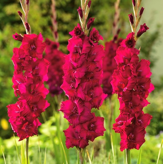 Gladiolus Plum Tart - 5 pcs; sword lily – Garden Seeds Market | Free  shipping